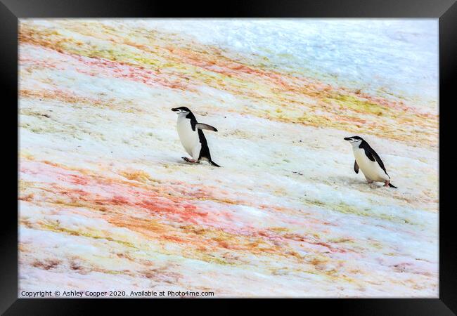 Penguins progress. Framed Print by Ashley Cooper