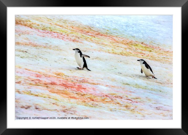 Penguins progress. Framed Mounted Print by Ashley Cooper