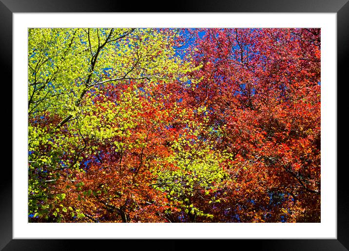 Beech Spring Framed Mounted Print by Ashley Cooper