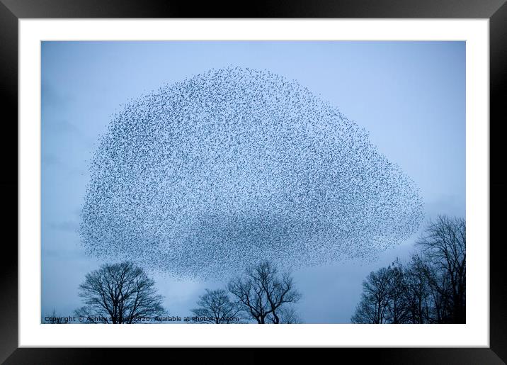 Starling murmeration Framed Mounted Print by Ashley Cooper