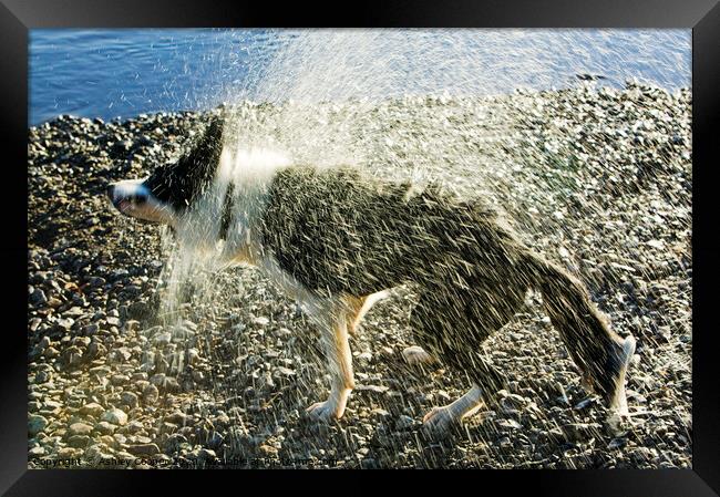 Border Collie shaking  Framed Print by Ashley Cooper