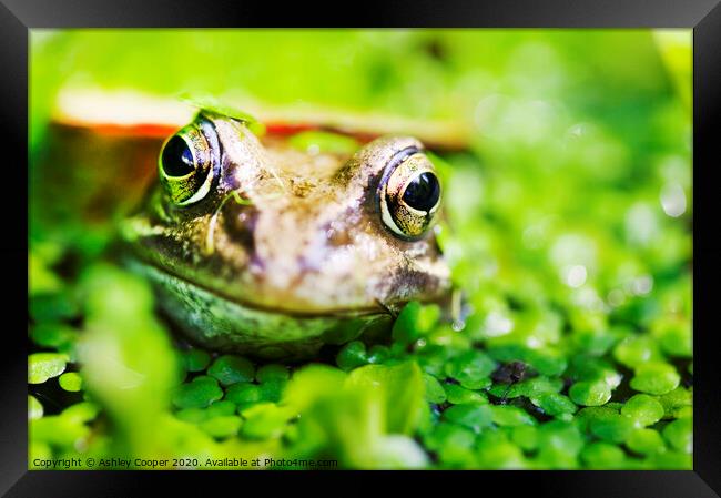 Frogs eyes. Framed Print by Ashley Cooper