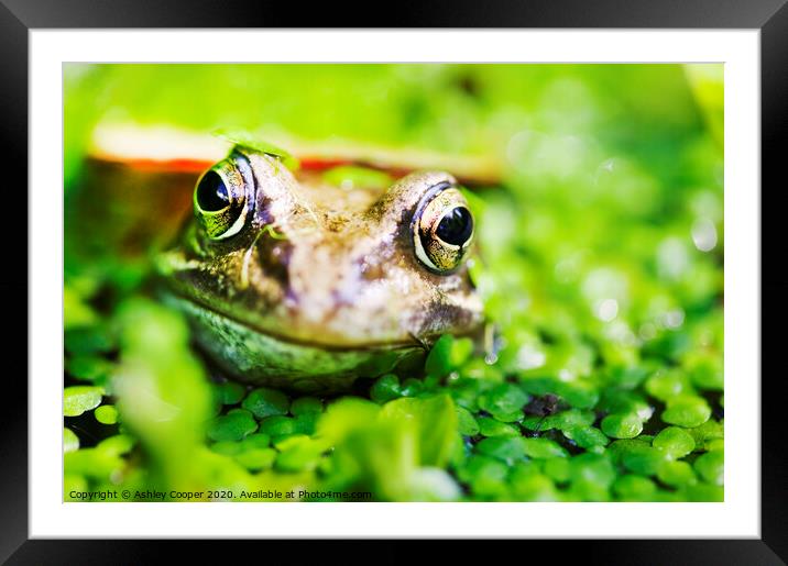 Frogs eyes. Framed Mounted Print by Ashley Cooper