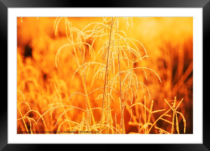 Grass glow. Framed Mounted Print by Ashley Cooper