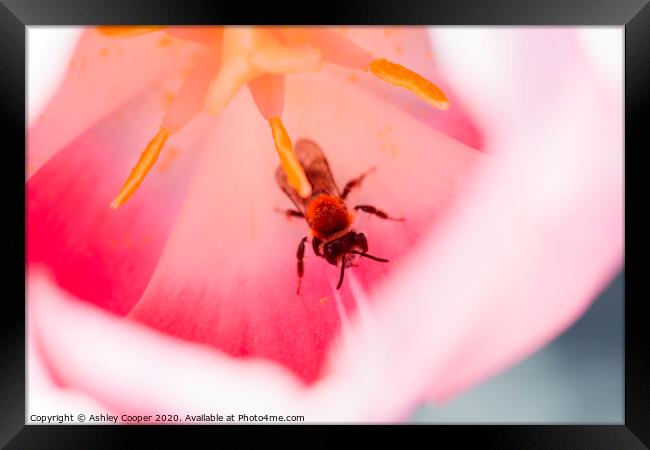 Tulip bee. Framed Print by Ashley Cooper