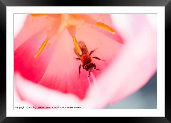 Tulip bee. Framed Mounted Print by Ashley Cooper
