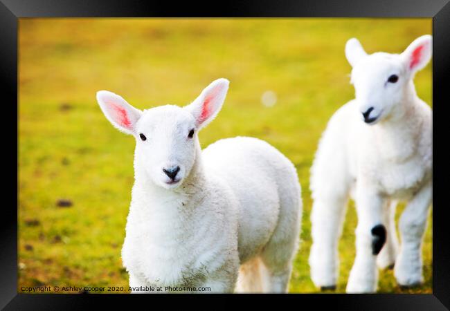 Skye Lambs. Framed Print by Ashley Cooper