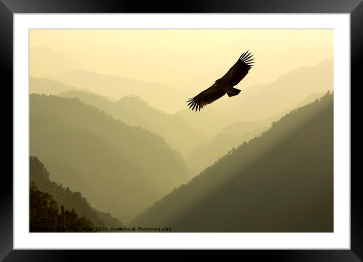 Vulture soar. Framed Mounted Print by Ashley Cooper