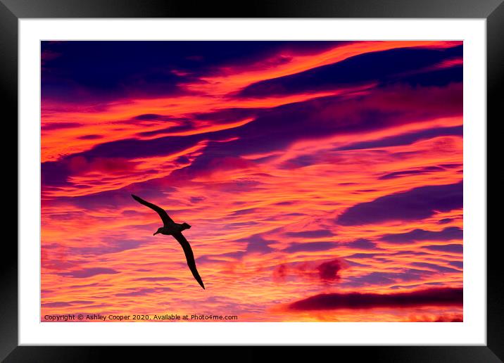 Albatross sunset. Framed Mounted Print by Ashley Cooper