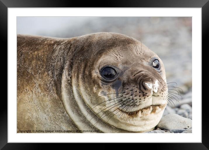 Elephant Seal. Framed Mounted Print by Ashley Cooper