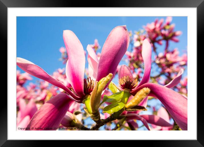 The pink. Framed Mounted Print by Ashley Cooper