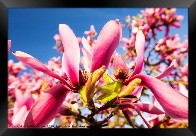 Pink magnolia. Framed Print by Ashley Cooper
