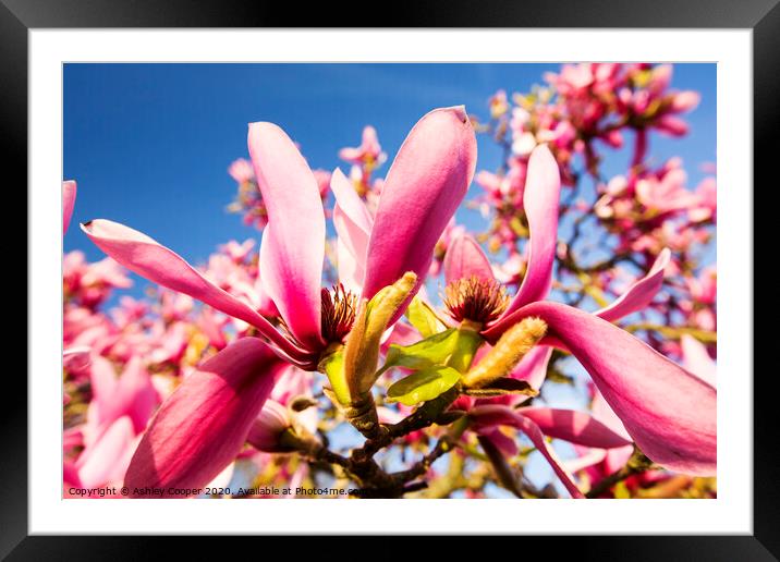 Pink magnolia. Framed Mounted Print by Ashley Cooper