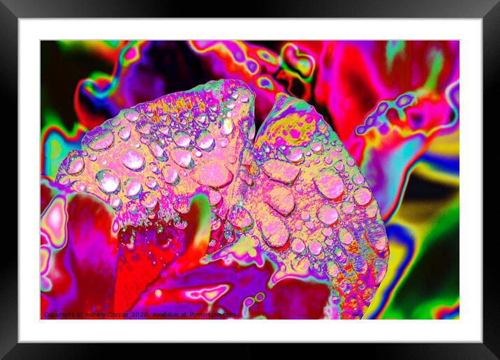 Abstract Petal Framed Mounted Print by Ashley Cooper