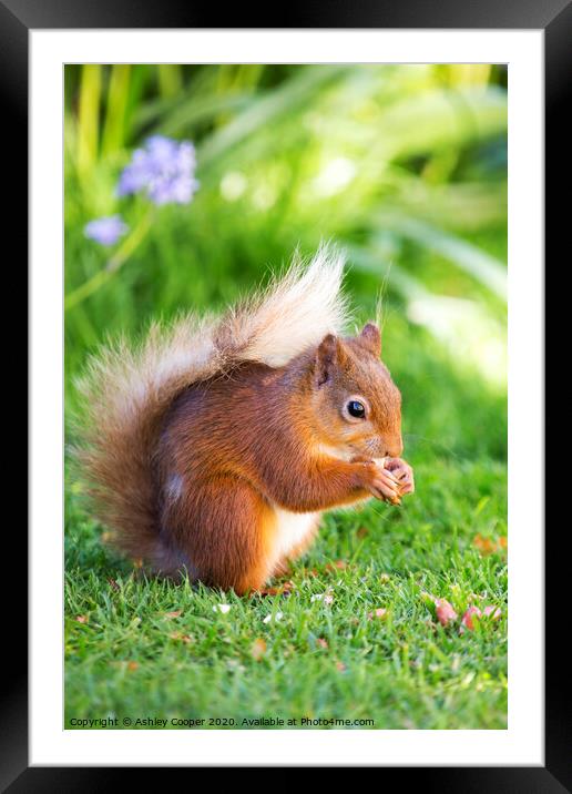 A squirrel in the grass Framed Mounted Print by Ashley Cooper