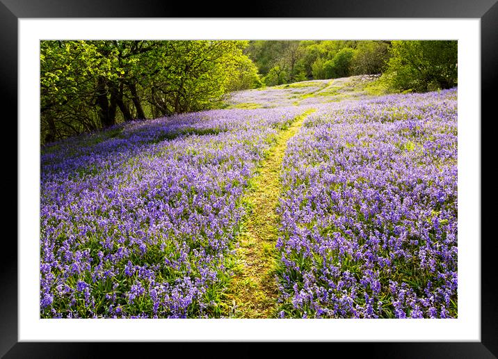 Flower path. Framed Mounted Print by Ashley Cooper