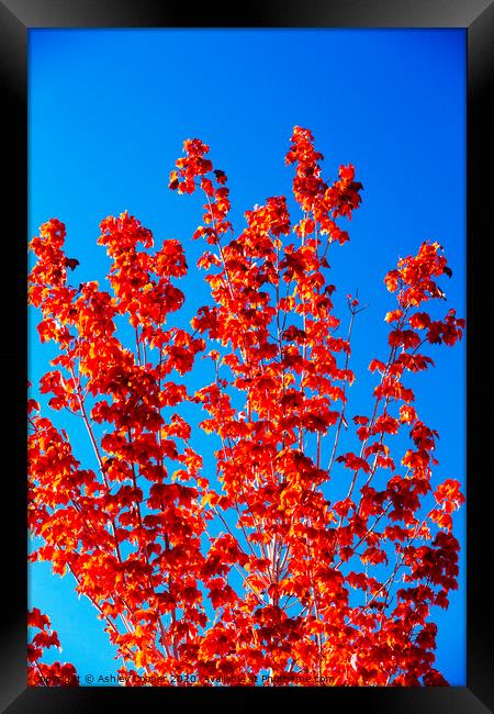 Red tree. Framed Print by Ashley Cooper
