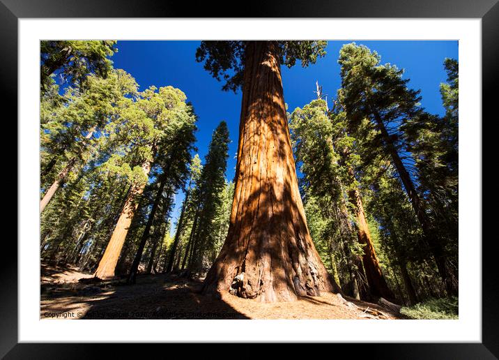 Giant Redwood Framed Mounted Print by Ashley Cooper