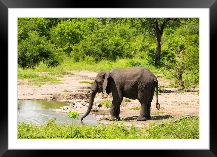 Watering hole. Framed Mounted Print by Ashley Cooper