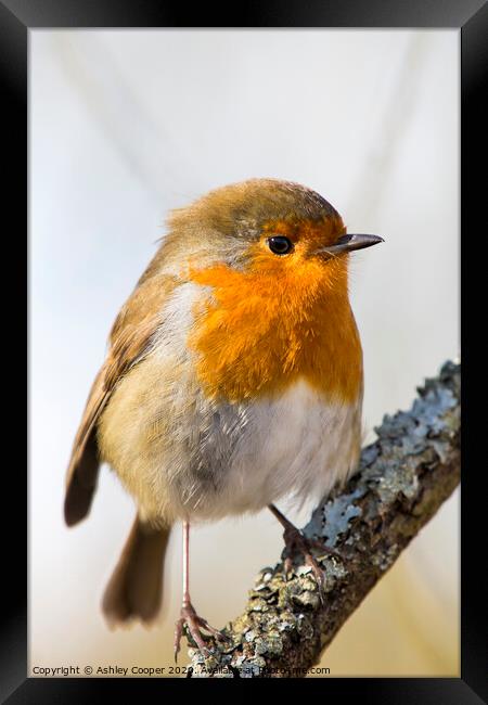 A small bird sitting on a branch Framed Print by Ashley Cooper