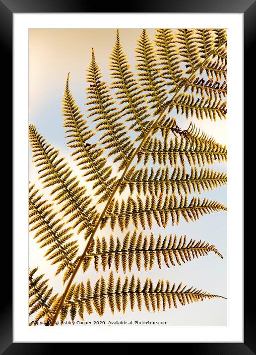 Fern frond Framed Mounted Print by Ashley Cooper