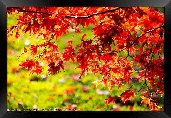 Acer red. Framed Print by Ashley Cooper