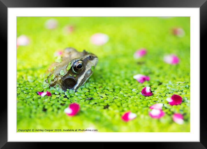 Frog pond Framed Mounted Print by Ashley Cooper