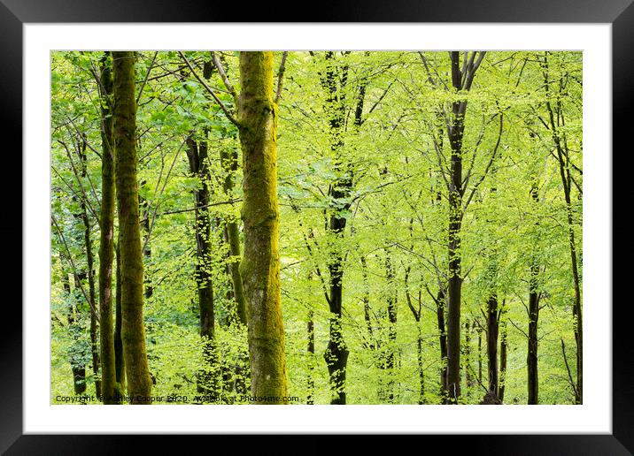 The green. Framed Mounted Print by Ashley Cooper