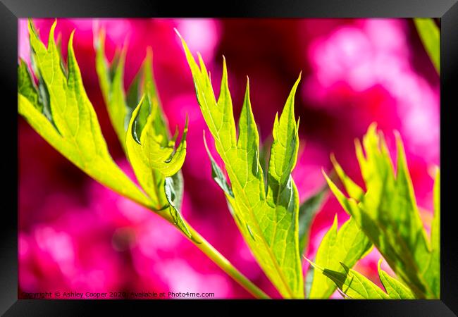 Pink green. Framed Print by Ashley Cooper