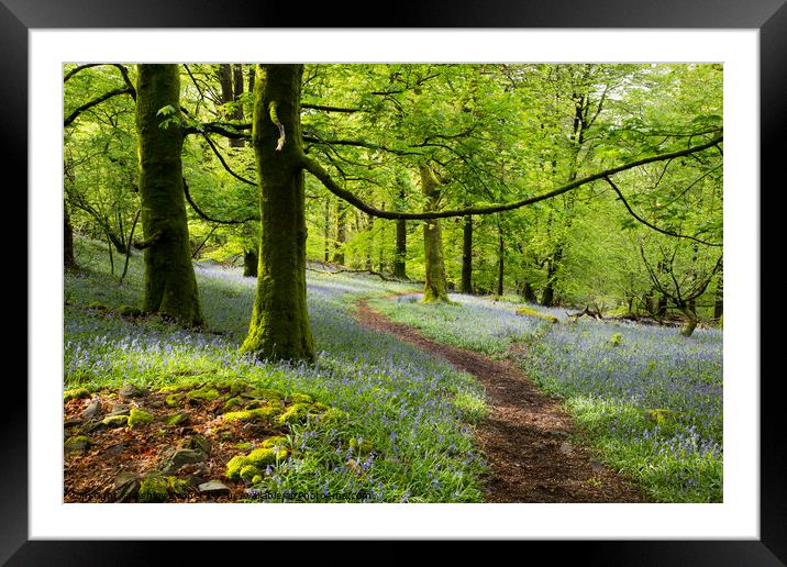 The trail. Framed Mounted Print by Ashley Cooper