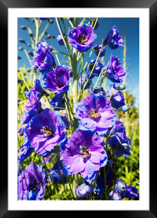 Delphinium Framed Mounted Print by Ashley Cooper