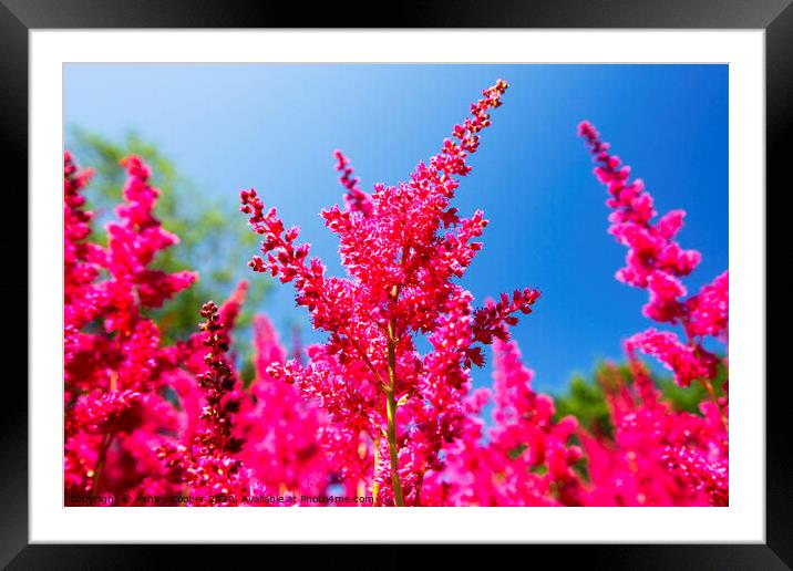 Red Astilbe Framed Mounted Print by Ashley Cooper