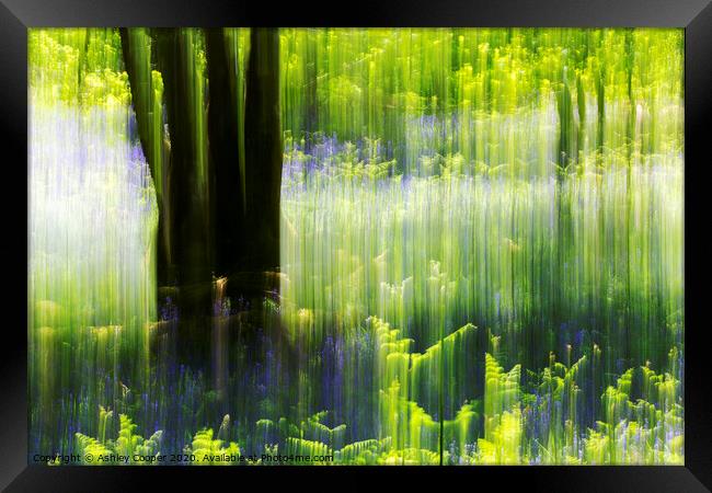 Woodland ferns Framed Print by Ashley Cooper