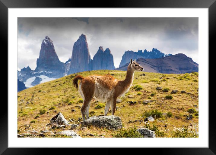 Guanaco Framed Mounted Print by Ashley Cooper