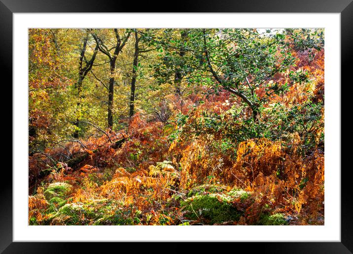 Colours of autumn Framed Mounted Print by Ashley Cooper