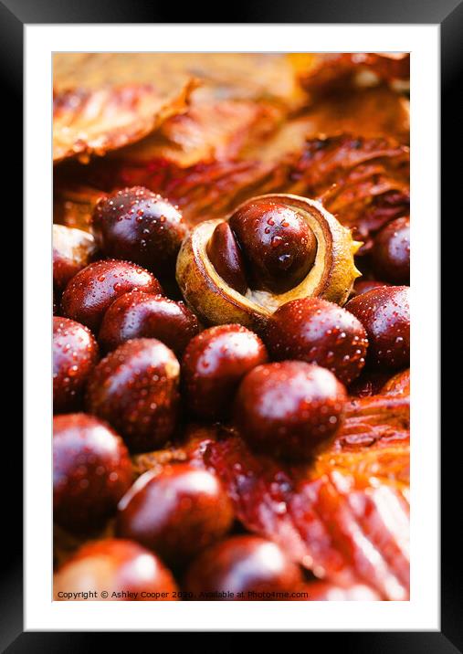 conkers Framed Mounted Print by Ashley Cooper
