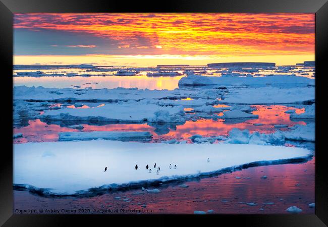 penguin sunset Framed Print by Ashley Cooper