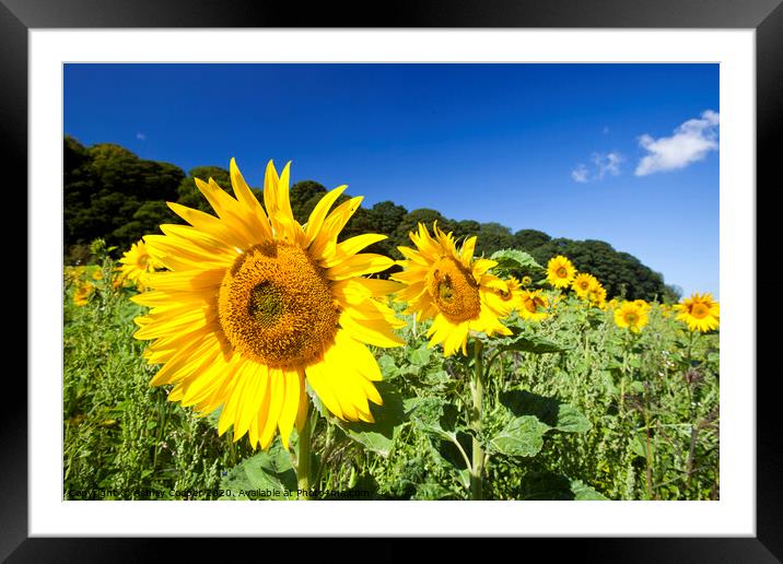 Sunflower Framed Mounted Print by Ashley Cooper
