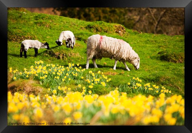 Spring lamb Framed Print by Ashley Cooper