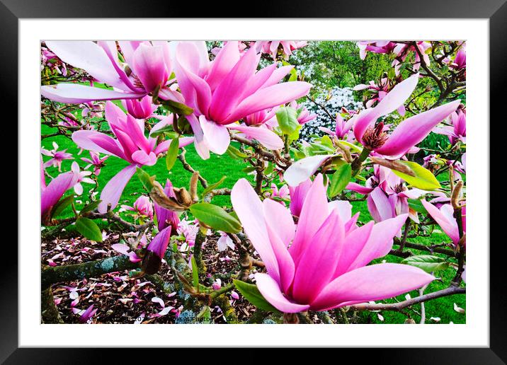 pink magnolia petal Framed Mounted Print by Ashley Cooper