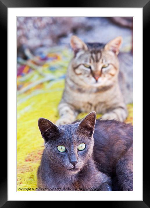 The stare Framed Mounted Print by Ashley Cooper