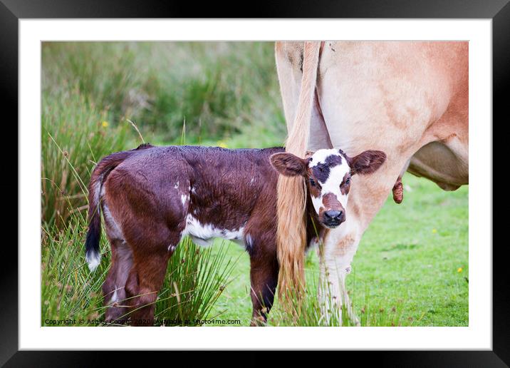 Cow calf Framed Mounted Print by Ashley Cooper