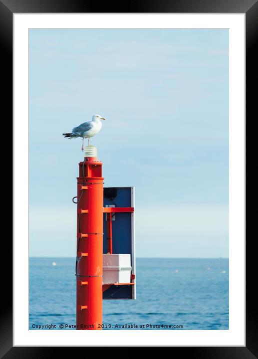 One legged seagull Framed Mounted Print by Peter Smith