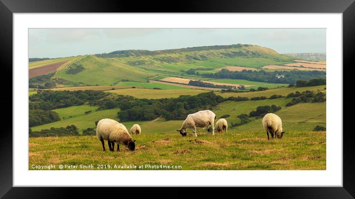 Grazing Sheep Framed Mounted Print by Peter Smith