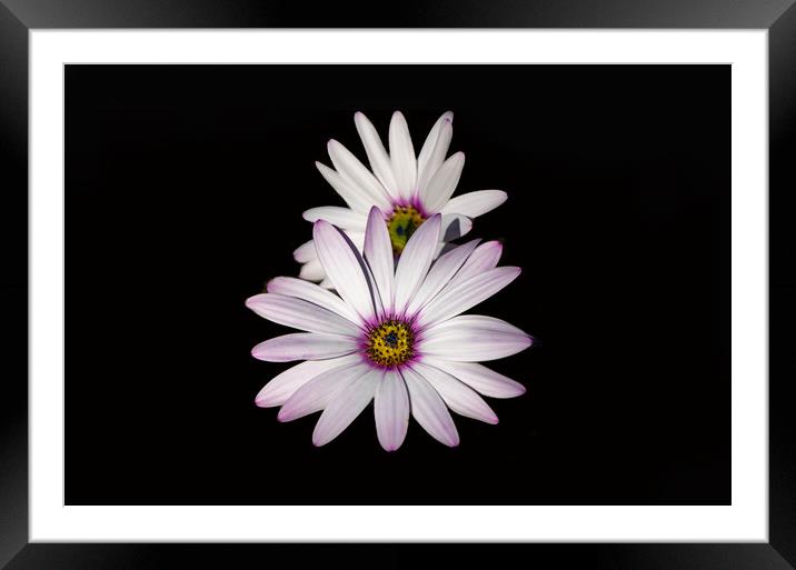 Purple Tipped Daisies Framed Mounted Print by Sue Fleming