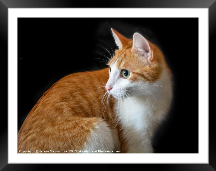 Ginger red cat on black background Framed Mounted Print by Jelena Maksimova