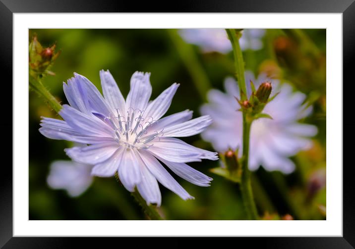 Close-up of chicory flower Framed Mounted Print by Jelena Maksimova