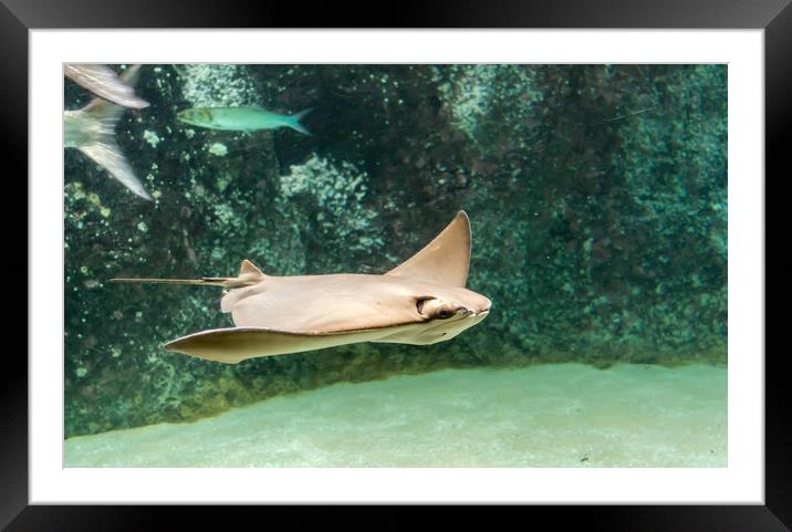 Swimming Cownose ray in turquoise water Framed Mounted Print by Jelena Maksimova