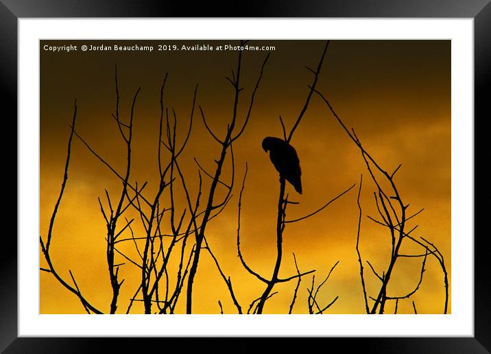 Early Morning Buzzard Silhouette Framed Mounted Print by Jordan Beauchamp