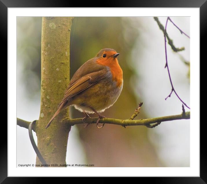 Robin Redbreast Framed Mounted Print by sue jenkins